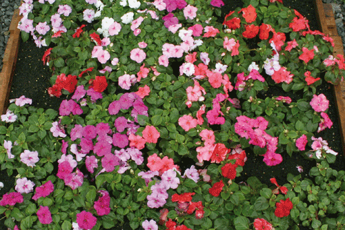 Suppliers anticipate reduced orders of impatiens - image: HW
