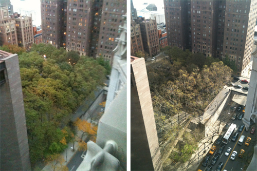 New York: city’s trees battered by hurricane — before (left) and after - image: NYC Department of Parks & Recreation