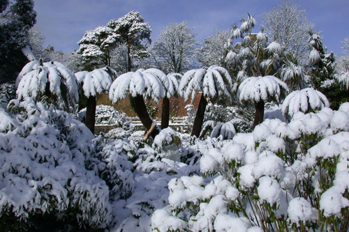 Cold weather threatens plants - image: HW