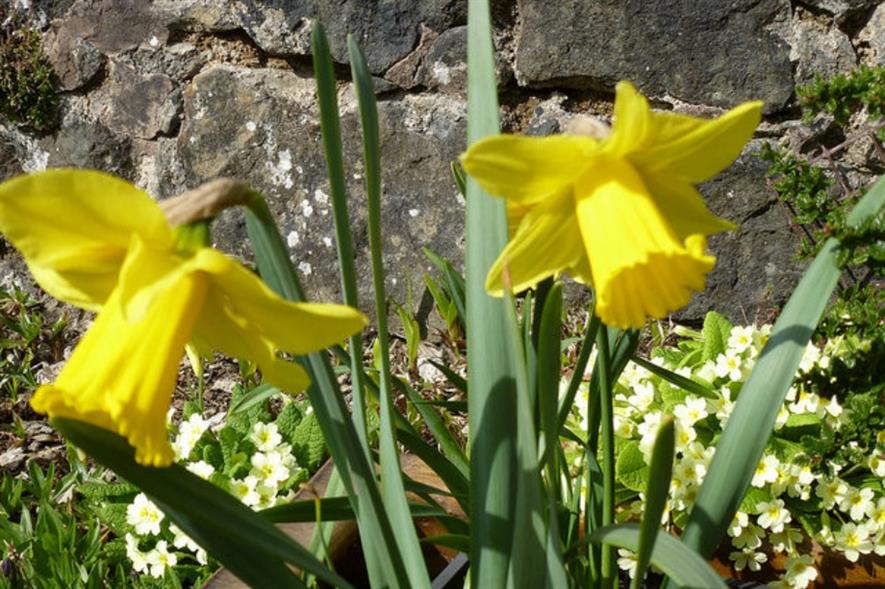 Daffodil 'Bulwark'. Image: Supplied