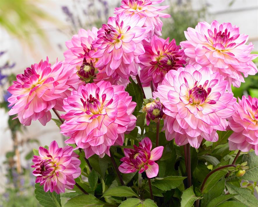 Dahlia 'Sincerity': Syngenta