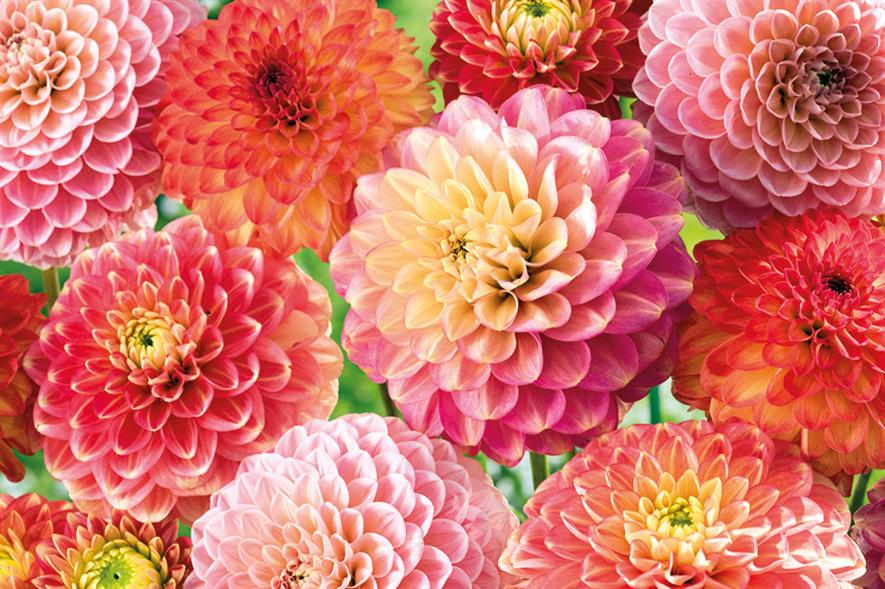 Dahlia mix - image: Floramedia