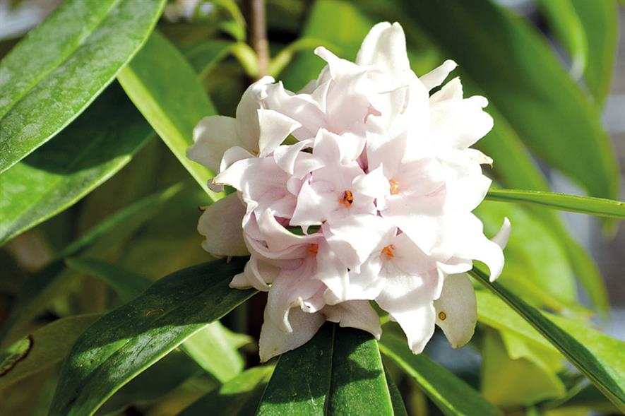 Horticulture Week Business Awards winner, Daphne 'Perfume Princess' - image: Wyevale Nurseries