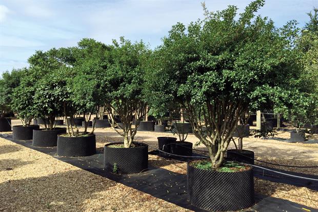 Image: Deepdale Trees