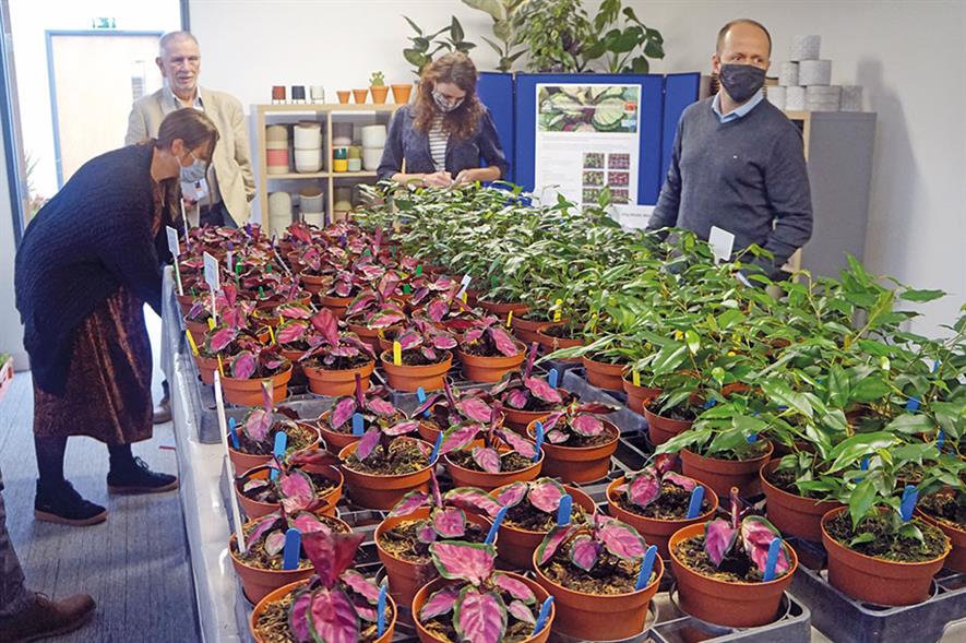 Hills Plants: workshop delegates shown colour-coded calathea and ficus used in blind trials of peat-free blends