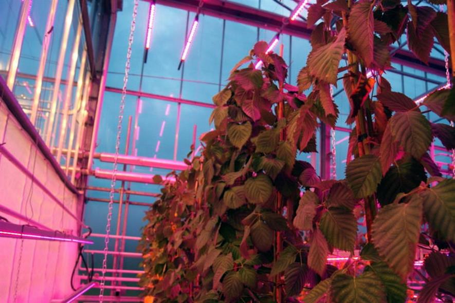 A supplemental LED lighting trial on blackberries in the Netherlands