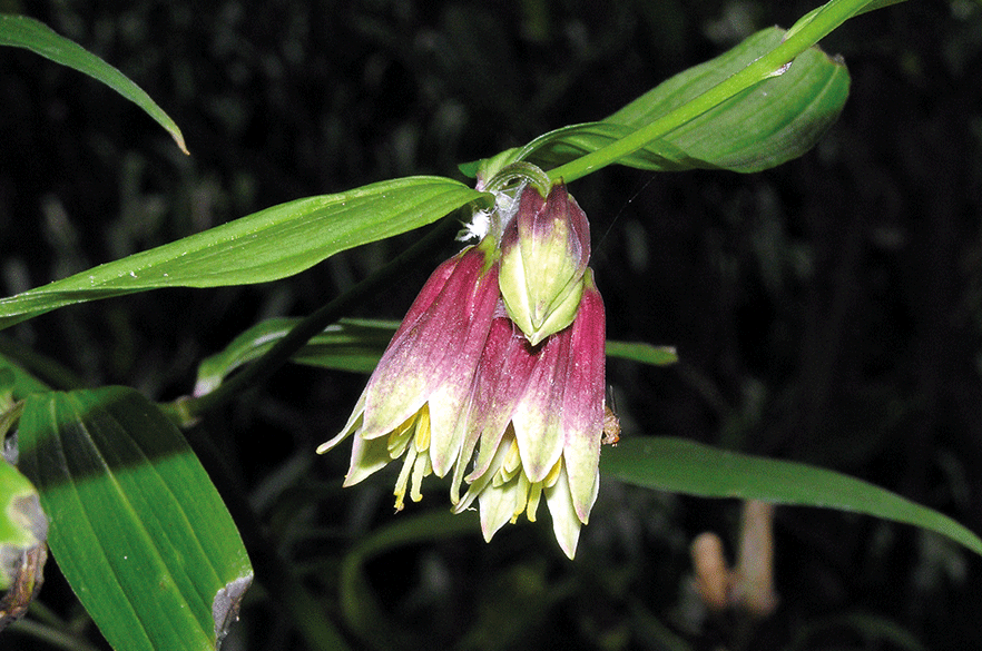 Disporum cantoniense - all images: Flickr
