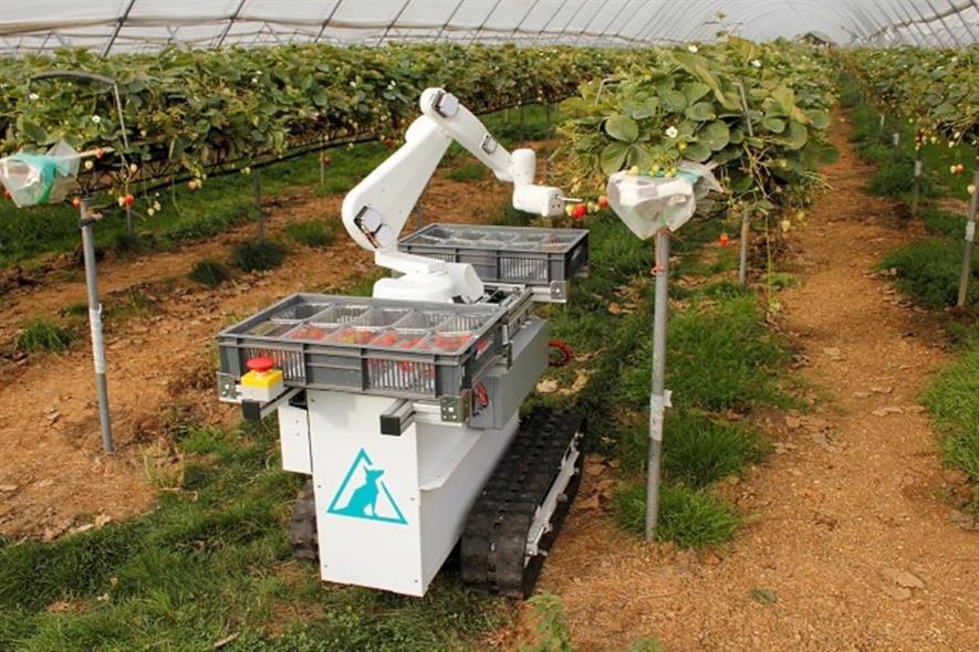 Commercial strawberrypicking robot developers expect widespread