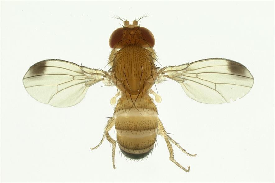Drosophila: work being carried out to find a suitable predatory mite - image: G Steck