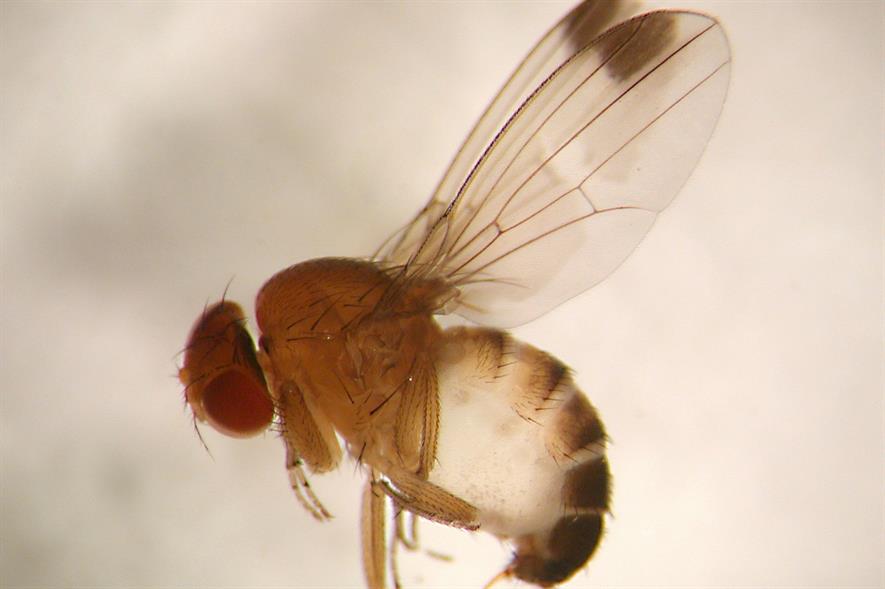 Drosophila: a difficult and complicated pest to control - image: © EMR