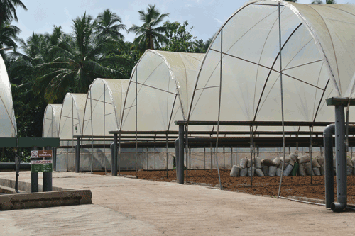 Botanicoir: coir supplier operates a factory in Sri Lanka and now produces netted grow cubes for propagators - image: Botanicoir 
