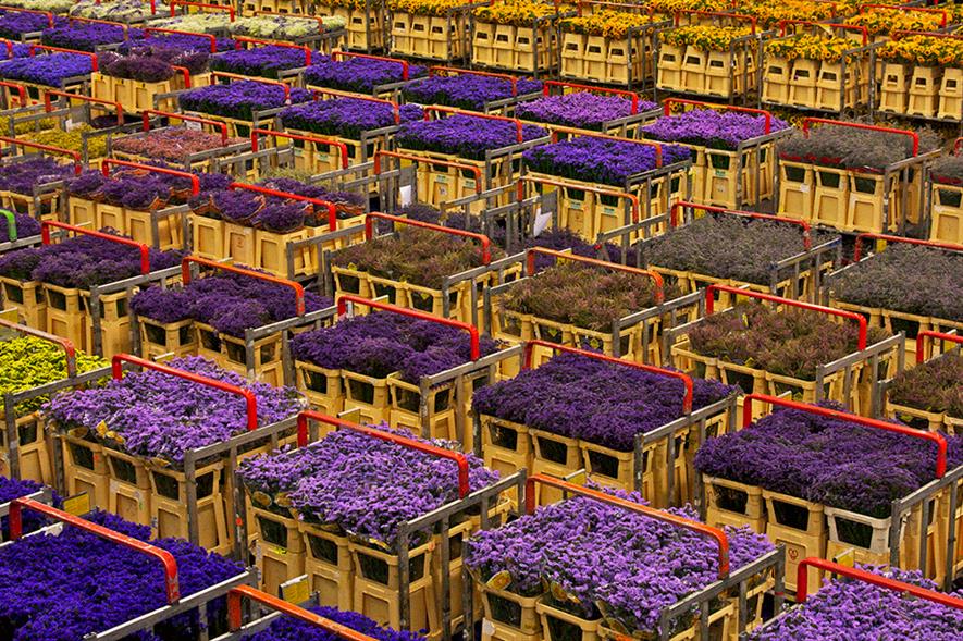 Dutch plants and flowers exports to UK increased in 2020 Horticulture