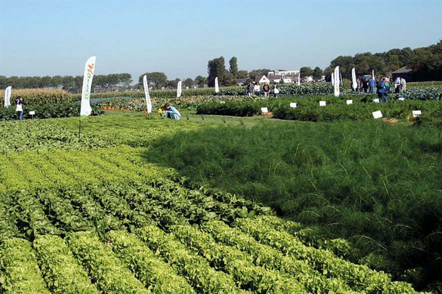 Dutch field vegetable open days: this year’s event hosted in the province of North Holland attracted visitors from around 50 countries ranging from Albania to Zimbabwe - image: HW