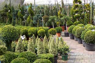 Hardy nursery stock at Wyevale Nurseries - photo: HW