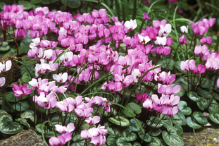 C. coum AGM. Image: Garden Picture Library