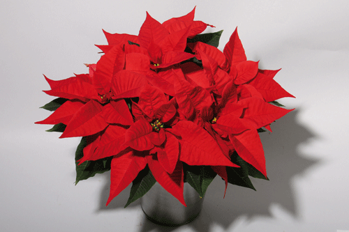 Poinsettia 'Christmas Bells' - image: Selecta Klemm