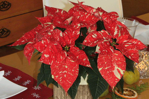 Poinsettia 'Christmas Feelings Glitter' - image: Selecta Klemm