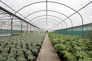 Smart films: enable active management of ambient light and temperature in polytunnels Image; BPI.VISQUEEN