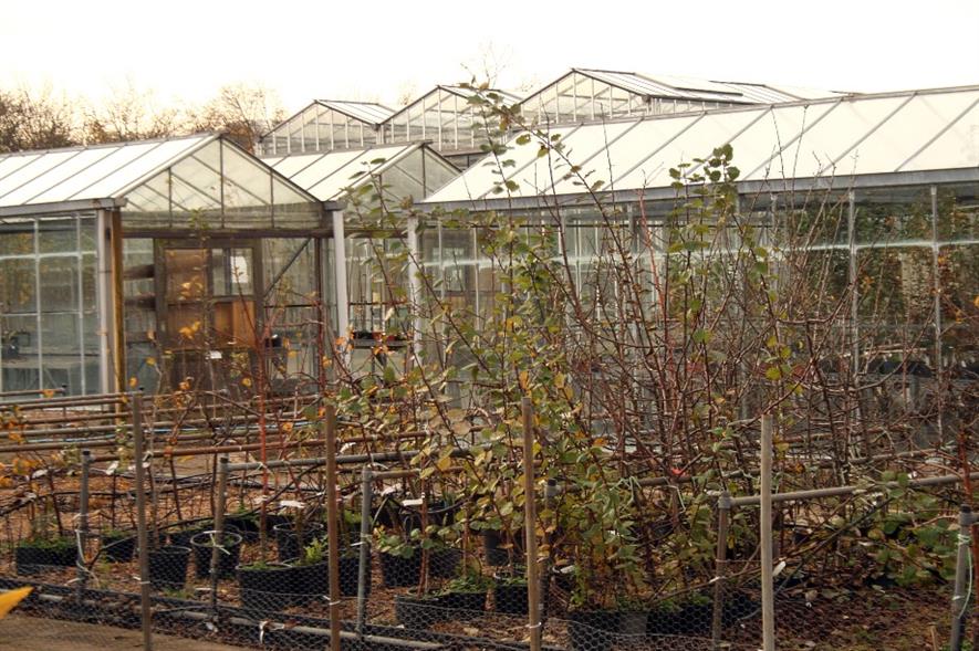Trees for planting at East Malling Research - image:HW