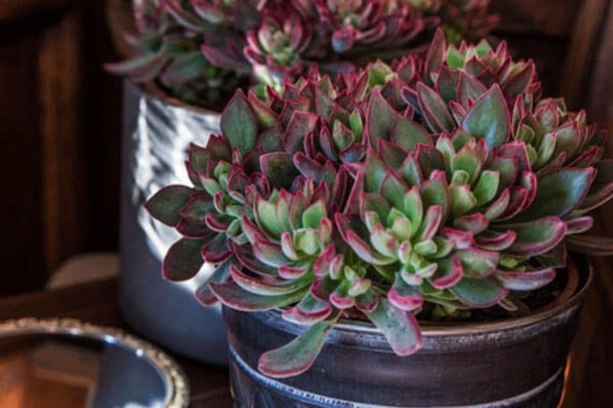 Echeveria pulvinata Devotion - credit: Plantipp