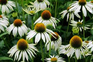 Echinacea purpurea 'White Swan' - photo: Istockphoto