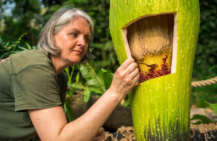 Emma Pearce from Eden’s horticultural team collects pollen from the project’s latest titan arum. Image: Eden Project