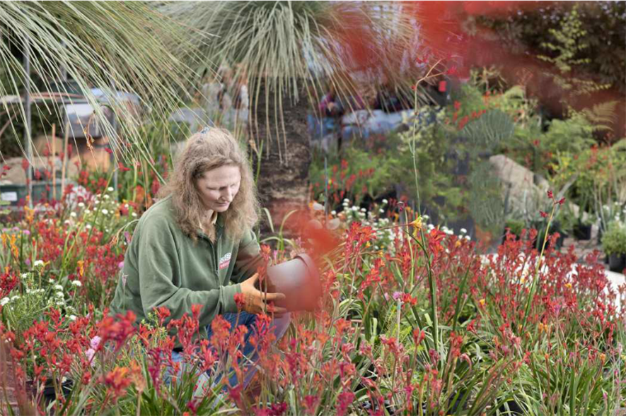 First Australian plants have been installed in the biome. Image: Eden Project