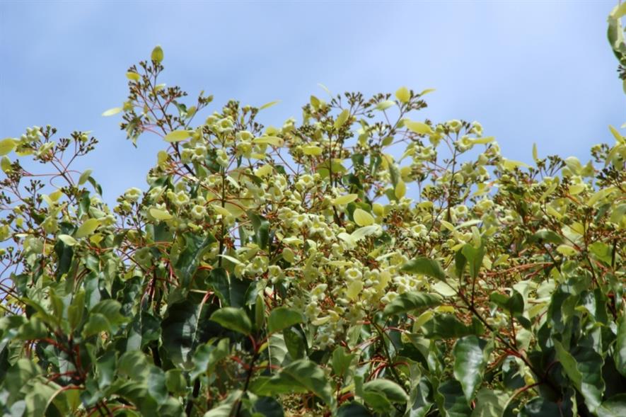 Batsford Arboretum's Emmenopterys henryi this week. Image: Batsford Arboretum