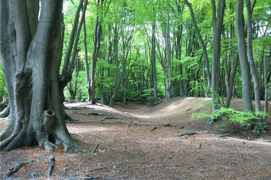 Epping Forest. Image: Matt Brown/Flickr