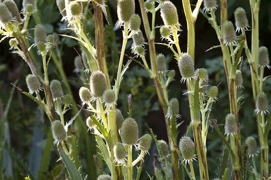 Eryngium agavifolium - credit: National Trust