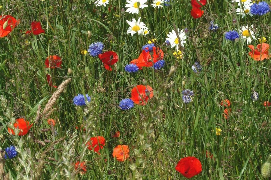 Germinal Amenity says its new native meadow mix is quick to establish. Image: Germinal Amenity