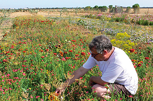 Testing the limits: consultant Wood trialling flower seed mixes under different conditions in Tunisia - image: Howard Wood