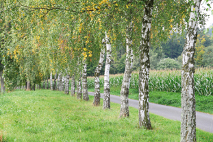 Birch is among traditional favourites still sought by local authorities to line streets and avenues in parks - image: iStockphoto