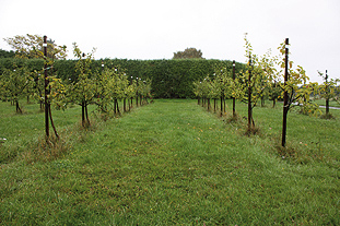 Rootstocks - A Bramley's Seedling trial compares EMR rootstocks with M27 - image: Brian Lovelidge