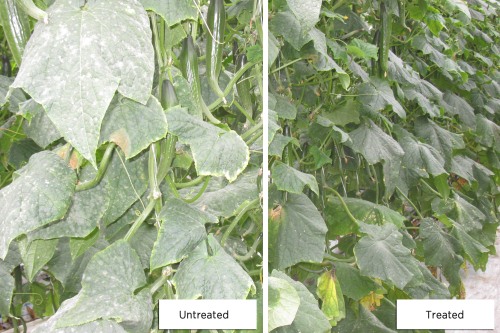 New Fungicide For Powdery Mildew Control In Cucumbers Horticulture Week