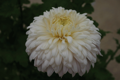 Chrysanthemum 'John Wingfield' - image: Woolmans