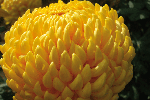 Chrysanthemum 'Max Riley' - image: Woolmans