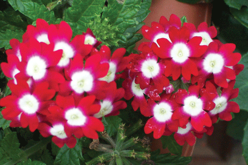 Primroses - Quality Ornamentals expanded its range considerably for next year and has seen strong interest - image: Morguefile