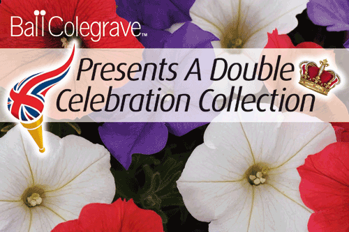 Ball Colegrave reports an upward trend in patriotic colour mixes - image: Ball Colegrave