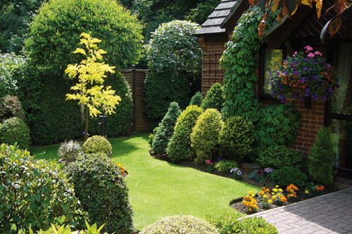 Evergreens help form the architecture of a garden - image: Kevin Clare
