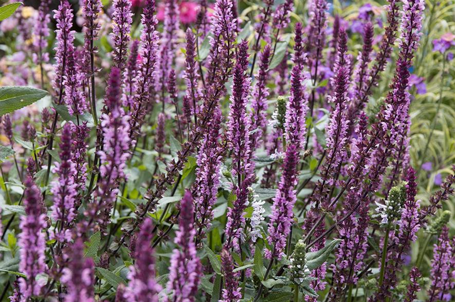 Salvia Caradonna Pink Inspiration Horticulture Week