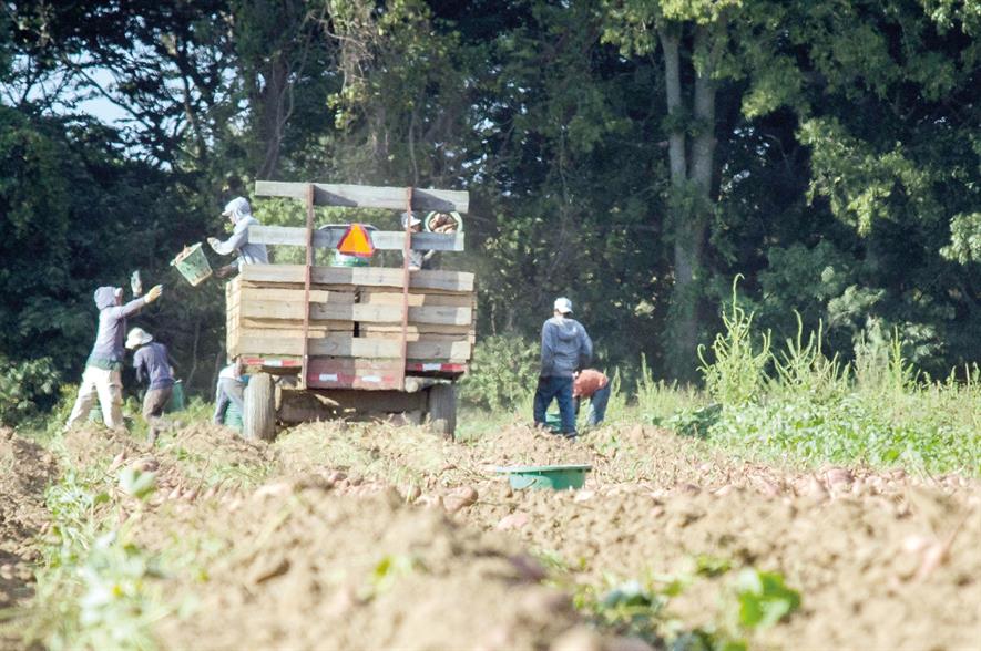 Farm workers: NFU says failure to manage transition from EU labour availability will have profound consequences