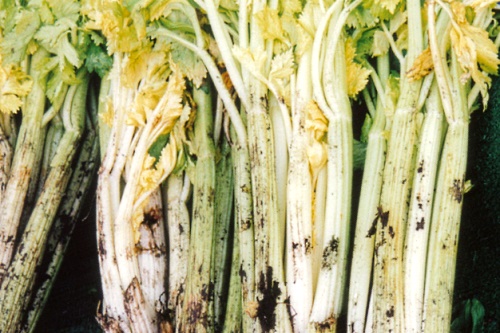 Fenland celery - image: Nick Saltmarsh