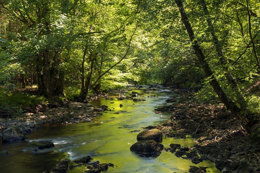 Image: Adam Burton / Woodland Trust