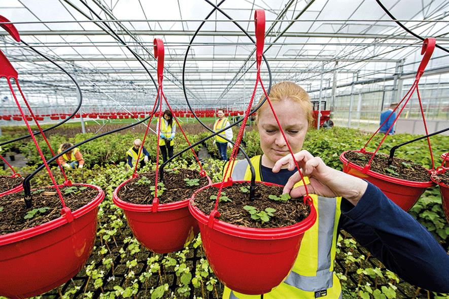 Flamingo Flowers: Britain’s largest supplier of flowers and plants to UK retailers - image: Flamingo Flowers