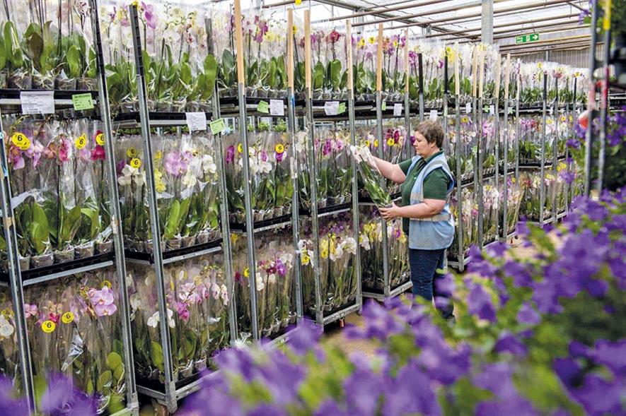 Trolleys of orchid plants