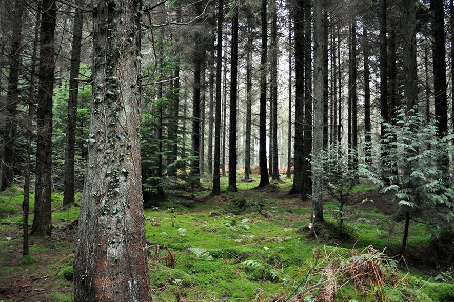 Forest of Dean - credit: Flickr/Afshin Taylor Darian (CC by 2.0)