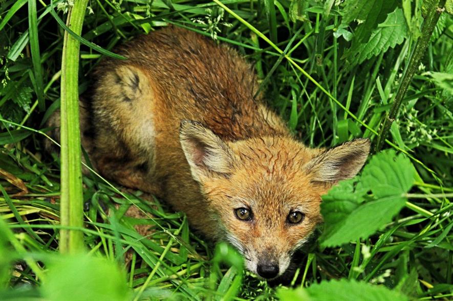 Fox. Image: MorgueFile