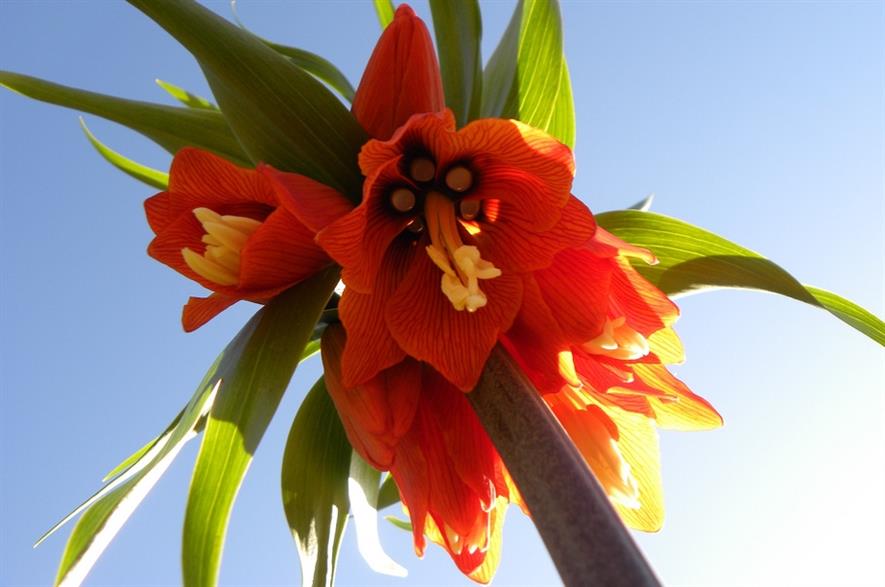 Fritillaria imperialis ‘Rubra’ once grown. Image: Nicolas_Gent/Flickr (CC BY-ND 2.0)