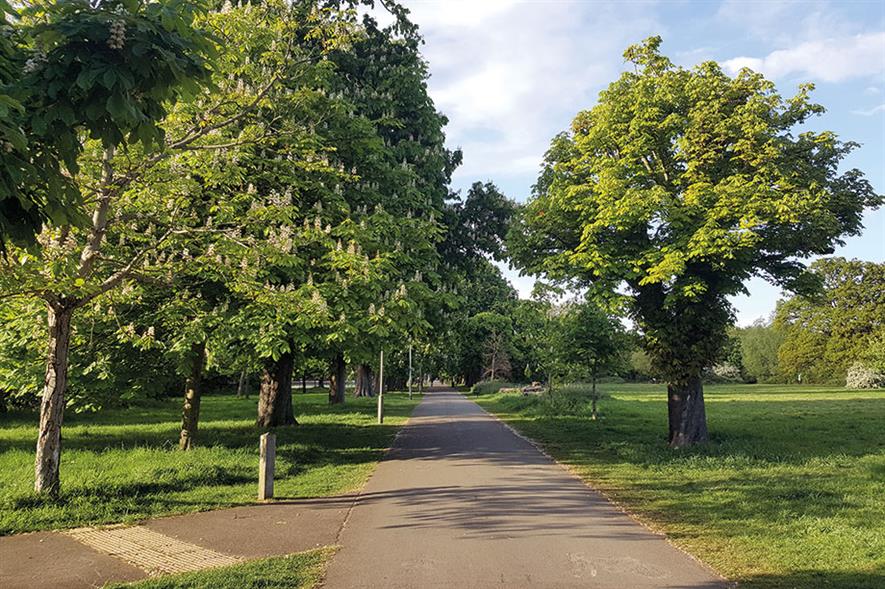 Tooting Bec Common: arboricultural experts brought in by both sides in row over avenue of horse chestnut trees - image: Candida Jones